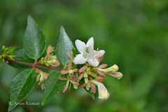 Abelia chinensis